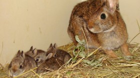 New England Cottontail 