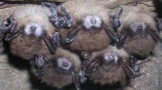 Bats with white nose syndrome 