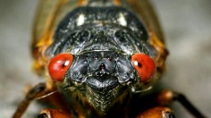 cicada 2