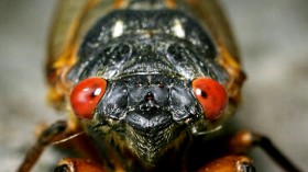 Cicada orginal