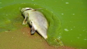 alga bloom in lake Erie 