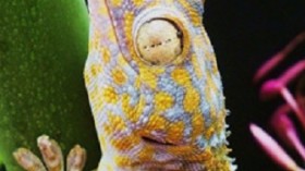 gecko 