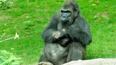 Gorilla pattycake 