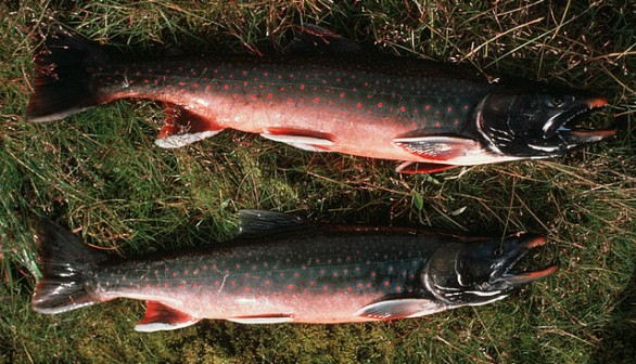 Arctic char