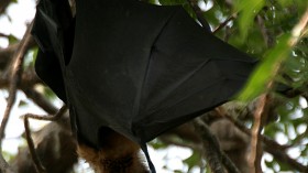 Indian Flying Fox  Pteropus giganteus in Amaravati, Andhra Pradesh, India.