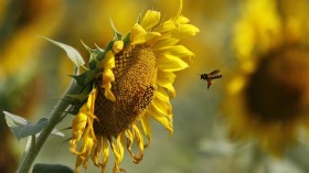 bee and flower