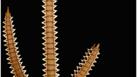 A Gilbertese shark tooth weapon