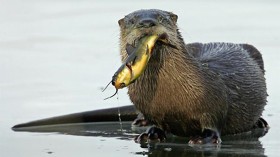 river otter 