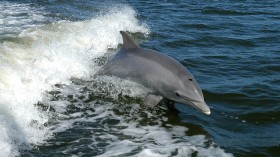 A bottlenose dolphin breaks the surface near Kennedy Space Center in this 2009 photo released by the United States Department of Fish and Wildlife March 3, 2011.