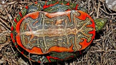 turtle