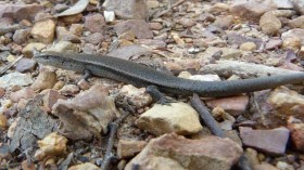 skink