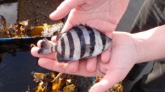 Striped Beak Fish