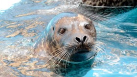 New York Aquarium scheduled to re-open partially on May,25