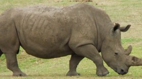 Rhino