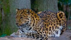 Amur Leopard