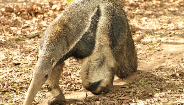 Extensive Species Extinction Detected in Tropical Forests