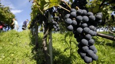 vineyard in Schwarzenbach Weinbau winery in the town of Meilen near Zurich 