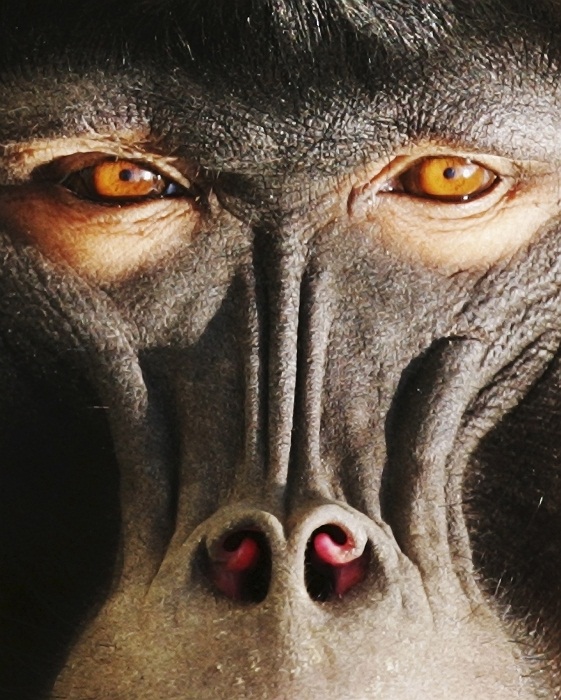 Lip-Smacking Primates May Offer Insight Regarding The Origin Of Human