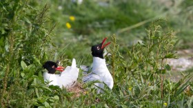 Mediterranean Gulls. 