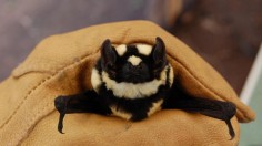 A new genus was created for this rare bat -- Niumbaha superba. Niumbaha  means “rare” or “unusual” in Zande, the language of the Azanse people in Western Equatoria State, where the bat was captured. 