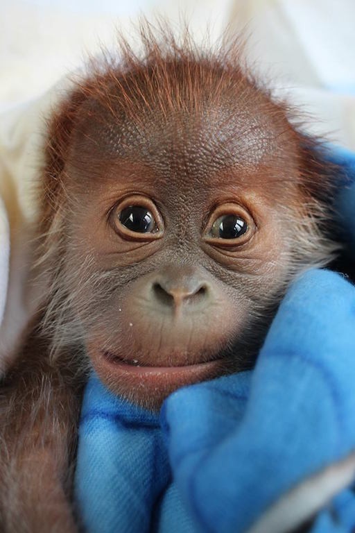 Disowned Baby  Orangutan  Doing Well Under Zookeepers Care 