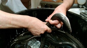 Live eels glide around in a container as a cook checks them at his restaurant in preparation for Japan's traditional 