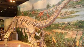 Lufengosaurus Display