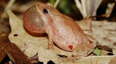 A spring peeper calls out into the air to attract a mate. 