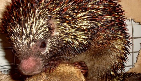 New species of porcupine, Coendou speratus, found in Brazil