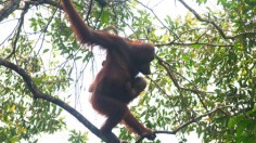  female Bornean orangutan with a baby 