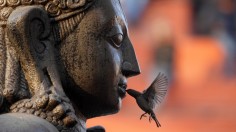 A sparrow feeds on an offering placed in the mouth of the idol of Lord Garud in Kathmandu January 30, 2011