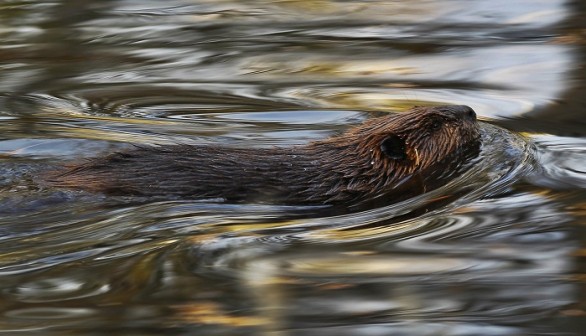 A Canadian beaver swims in a pond at the St-Felicien Wildlife Zoo in St-Felicien, Quebec, October 31, 2011