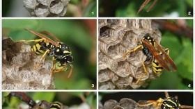 A queen wasp founding a new colony. 