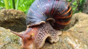 Giant African Land Snail