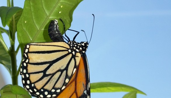 A parasite-infected monarch butterfly lays her eggs on medicinal tropical milkweed that will help to protect her offspring from disease. 