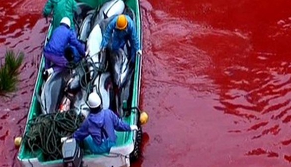 Blood red water in a cove off the coast of Taiji, Japan after a dolphin hunt.