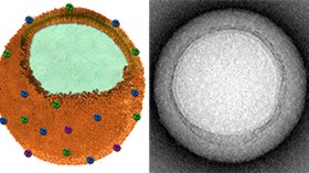 nanosponges 