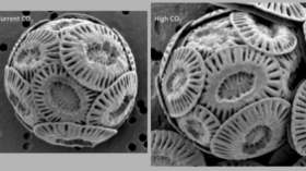 Coccoliths grown under current and high CO2 levels