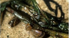 Zebra mussels