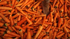 carrots