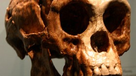 A cast of the Homo floresiensis skull at the American Museum of Natural History.