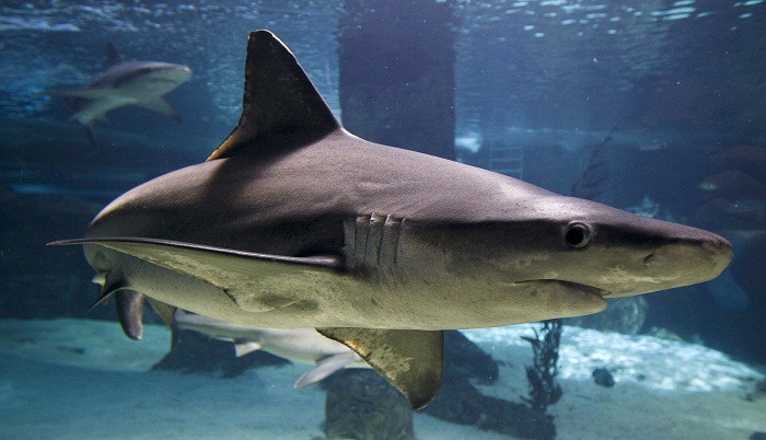 Sharks' Swimming Patterns Affected By Moon Cycles, Water Temperature