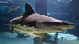 A grey reef shark (Carcharhinus amblyrhynchos) swims inside a tank during a presentation of the European Shark Week in the Madrid's Zoo Aquarium October 14, 2011.