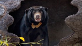 An Asian black bear, also called a Moon bear, has undergone brain surgery in Laos, reportedly the first time the procedure has ever been done on a bear. 