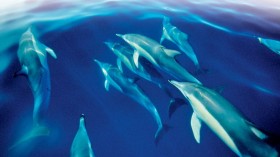 Common Dolphin 