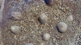 A clutch of Troodon formosus eggs partly encased in matrix.