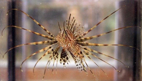 Lionfish