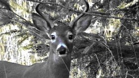 A mission to relocate a population of Columbian White-tailed deer is being regarded as a success, even though about 20 percent of the relocated deer were killed. 