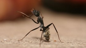 A carpenter ant cleans its antennae. 