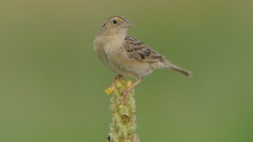 Grasshopper Sparrow